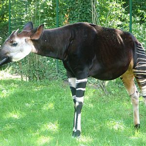 Okapi at Frankfurt 31/08/10