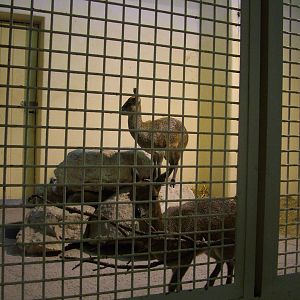 Klipspringer Stalls at Frankfurt 31/08/10