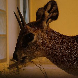 Ethiopian Klipspringer at Frankfurt 31/08/10