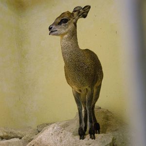 Ethiopian Klipspringer at Frankfurt 31/08/10