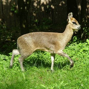 Ethiopian Klipspringer at Frankfurt 31/08/10
