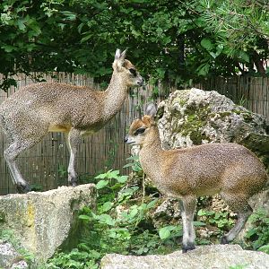 Ethiopian Klipspringers at Frankfurt 31/08/10