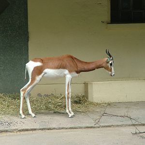 Mhorr Gazelle at Frankfurt 31/08/10