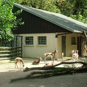 Mhorr Gazelles at Frankfurt 31/08/10