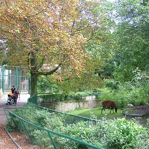 Eastern Bongo Paddock at Frankfurt 31/08/10