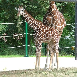 Young Reticulated Giraffe at Frankfurt 31/08/10