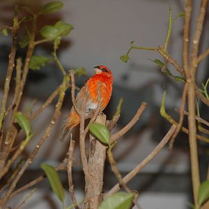 Tanager ID?