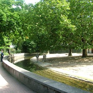 Zebra Paddock at Frankfurt 31/08/10