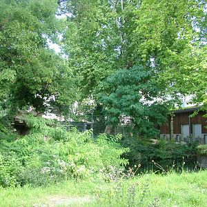 Lion Paddock at Frankfurt 31/08/10