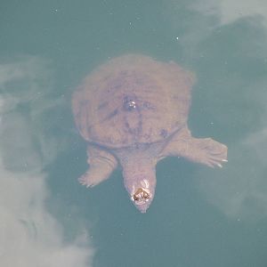 Chinese Soft-shelled Turtle at Frankfurt 31/08/10