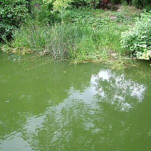 Tiger and Turtle at Frankfurt 31/08/10