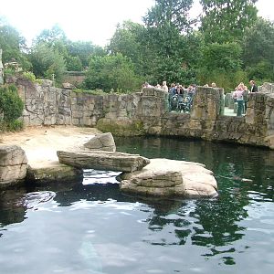 Seal Pool at Frankfurt 31/08/10