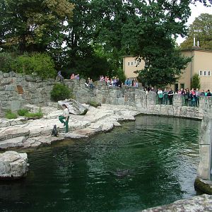 Fur Seal Pool at Frankfurt 31/08/10