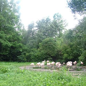 Chilean Flamingos at Frankfurt 31/08/10