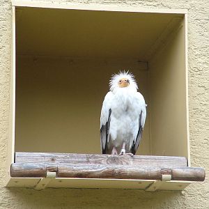 Western Egyptian Vulture at Frankfurt 31/08/10
