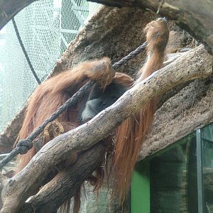 Male Sumatran Orang-Utan at Frankfurt 31/08/10