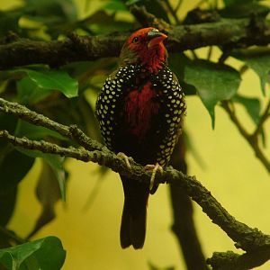 Painted Firetail at Frankfurt 31/08/10