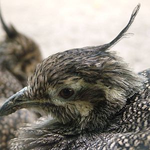 Elegant Crested Tinamou at Frankfurt 31/08/10