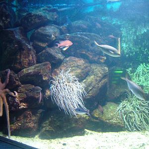 Temperate Marine Display at Frankfurt 31/08/10