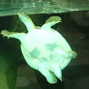 Texas Spiny Soft-shelled Turtle at Frankfurt 31/08/10