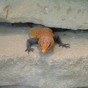 Emperor Flat Lizard at Frankfurt 31/08/10