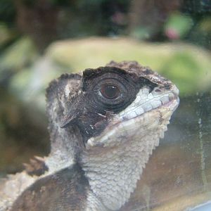 Hernandez's Helmeted Basilisk at Frankfurt 31/08/10