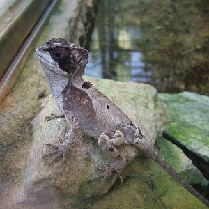 Hernandez's Helmeted Basilisk at Frankfurt 31/08/10
