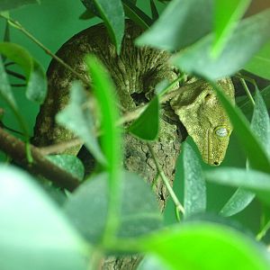 New Caledonian Giant Gecko at Frankfurt 31/08/10