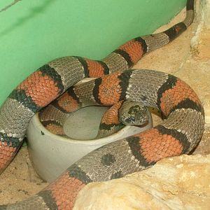 Grey-banded Kingsnake at Frankfurt 31/08/10