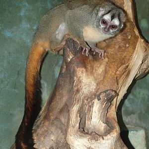 Grey-legged Douroucouli at Frankfurt 31/08/10