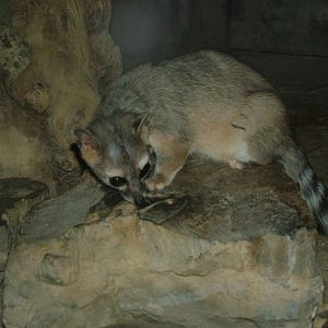 Northern Cacomistle at Frankfurt 31/08/10