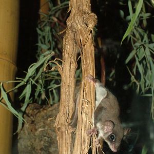 Feathertail Glider at Frankfurt 31/08/10
