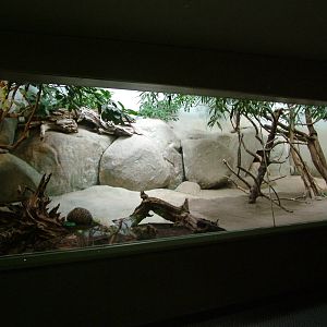 Echidna and Frogmouth Exhibit at Frankfurt 31/08/10