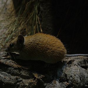 Golden Spiny Mouse at Frankfurt 31/08/10