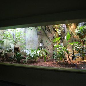 Chevrotain Exhibit at Frankfurt 31/08/10