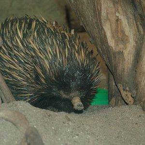 Short-beaked Echidna at Frankfurt 31/08/10