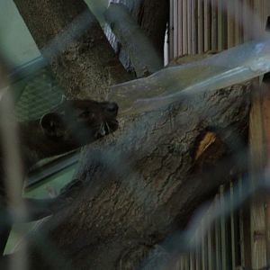 Destructive Fossa at Frankfurt 31/08/10