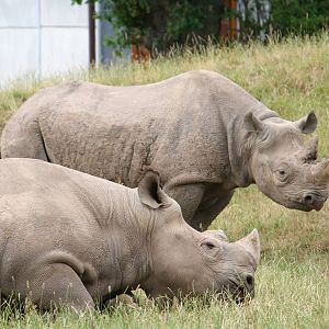 Black rhinoceros (ID?)
