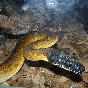 D`Albert`s python/ Leiopython albertisii