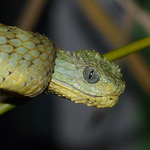 African bush viper/ Atheris squamiger