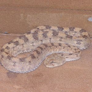 Horned sand viper/ Cerastes cerastes gasparetti