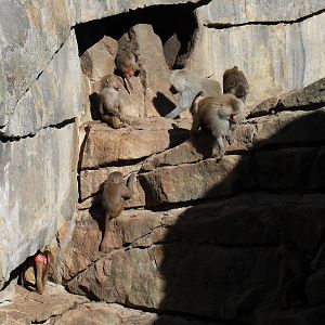 hamadryas baboons 030910