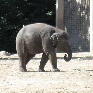 young asian elephant 030910