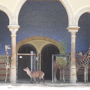 giraffes and defassa waterbuck 030910