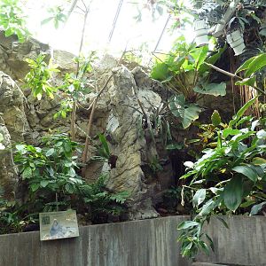 Pier 3 Pavilion: Level 5: Upland Tropical Rain Forest