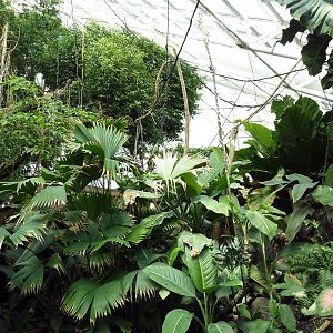 Pier 3 Pavilion: Level 5: Upland Tropical Rain Forest