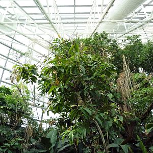 Pier 3 Pavilion: Level 5: Upland Tropical Rain Forest
