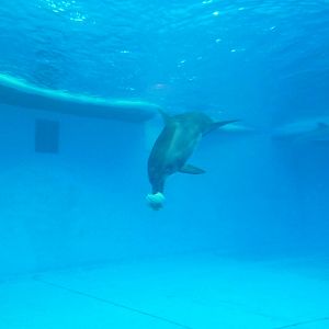 Pier 4 Pavilion: Dolphin