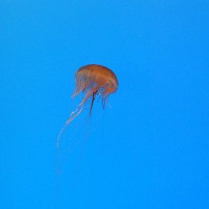Pier 4 Pavilion: Jellies Invasion Exhibit