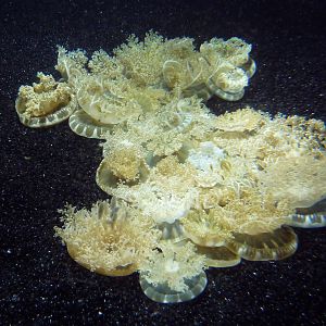 Pier 4 Pavilion: Jellies Invasion Exhibit